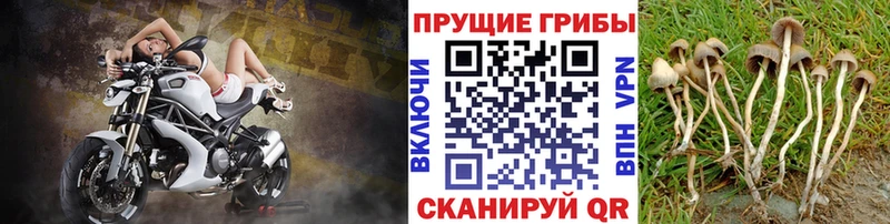 Купить где  Дмитров  Галлюциногенные грибы Psilocybine cubensis 